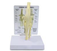 COYEUX Modelo anatómico de la articulación de la Rodilla Canina, Modelo de la Rodilla Canina, articulación Artificial de PVC a tamaño Real, para exposición y enseñanza en Estudios Veterinarios