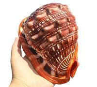 COYOUCO Conchas Marinas Naturales, Conchas Caracol oceánicas Grandes para Fiesta temática Playa Decoración la casa Bodas Artesanías Bricolaje Recolectores Tanques Peces y Conchas,A