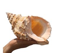 COYOUCO Grandes Conchas De Concha Natural, Ideales para Decoraciones De Bodas Fiestas Temáticas De Playa, Decoraciones para El Hogar, Bricolaje,25cm