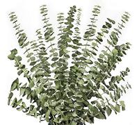 Cpolebev 12 Piezas de Ramas Secas de Eucalipto Tallos 17 Pulgadas 100% Hojas de Eucalipto Naturales Reales DecoracióN de Plantas