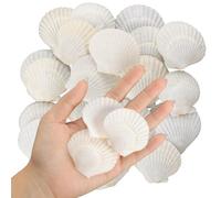 Cpolebev 40 Conchas de Vieira Naturales de 1,4 A 2,4 Pulgadas, Pequeñas Conchas de Mar Blancas para Manualidades, Conchas de Mar Reales A Granel