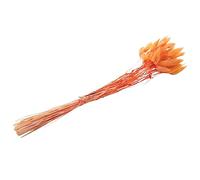 Cpolebev 60 Piezas de Flores Secas de OtoñO Colas de Conejo Flores Secas Lagurus Ovatus Hierba de de Conejo para Flores Secas (Naranja)