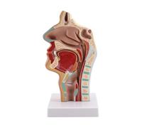 Cpolebev Modelo de AnatomíA de la Garganta de la Cavidad Nasal, Modelo AnatóMico Humano de Laringe Faringe para Estudiantes EnseñAnza ExhibicióN de Estudio