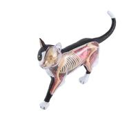 Cpolebev Modelo de AnatomíA de óRganos de Animales Juguete de Ensamblaje de Inteligencia de 4D Modelo de AnatomíA para EnseñAnza, Aparatos de Populares DIY