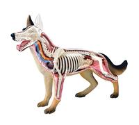Cpolebev Modelo de AnatomíA de óRganos de Animales Juguete de Ensamblaje de Inteligencia para Perros 4D Modelo de AnatomíA para EnseñAnza Aparatos de Populares DIY