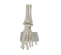 Cpolebev Modelo de Articulación del Pie, Modelo de Anatomía, Tamaño Natural, Modelo de Anatomía del Pie, Equipo de Enseñanza del Modelo de Esqueleto Humano