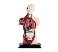 Cpolebev Modelo de Cuerpo Humano con 7 Modelos de Órganos Extraíbles, Modelo Educativo de Anatomía de Órganos para el Aprendizaje de Ciencias Biológicas