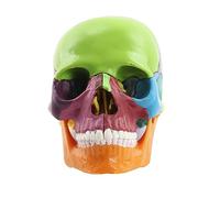 Cpolebev Modelo de Cuerpo Humano de CráNeo Modelo Educativo de CráNeo 1: 2 para Modelo de Ensamblaje de Estudio de EnseñAnza de Estudiantes, Multicolor