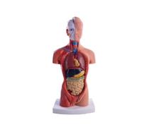 Cpolebev Torso Maniquí Anatomía Muñeca 15 Piezas Extraíbles Modelo de Órgano Educativo Modelo de Anatomía de Órgano Interno Humano