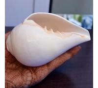 CraftsLook Original Blowing Shankh (VAMAVARTI BAJNEWALA) - Conch Shell - Loud & Big Vamavarti Blowing Shankh (White) ~ Shankha Conch Shells - Sea Shell Shankh for worship Shankha (4" inch)