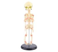 Cráneo de bebé individual para cabeza, modelo de investigación humana, esqueleto anatómico, anatomía, enseñanza, exhibición anatómica para artistas