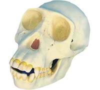 Cráneo de chimpancé en resina, réplica a escala 1:1, espécimen de zoológico for exhibición, enseñanza, decoración for Halloween, modelo médico for enseñanza.