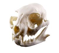 Cráneo Del Gato Realista Decoración Modelo De Esqueleto De La Enseñanza Réplica De Resina Acuario