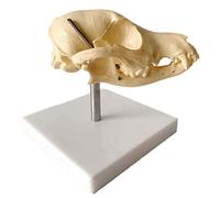 Cráneo del perro hueso natural Modelo anatómico, material de PVC perro cabeza del cráneo de los animales Taxidermia Suministros tipo de formación ósea Veterinario Medicina esquelético