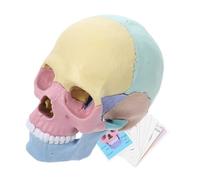 Cráneo Desmontable para Educación y Maqueta Detallada de Anatomía del Cráneo para Clases de Ciencias y Estudio Artístico