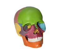 Cráneo Humano a Color 1:2 Descripción Modelo de cráneo Humano for anatomía Modelo de cráneo con 15 Piezas de ensamblaje y descripción de Huesos Manual y Detalles precisos Modelo de enseñanza