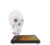 Cráneo humano de tamaño natural mejorado de rotación de 360 ° en un modelo anatómico de vértebras cervicales con nervios espinales y arterias con las fuentes grabadas con láser más nuevas