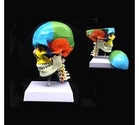 Cráneo Humano de tamaño Real de 3 Partes con Modelo anatómico de vértebra Cervical Modelo de cráneo Humano para Uso en l