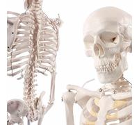 Cranstein A-117 Mini Esqueleto 85cm | Modelo de anatomía de esqueleto pequeño | para estudiantes o estudios de medicina | como regalo