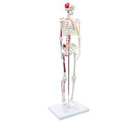 Cranstein A-118 Mini Esqueleto 85cm con pintura muscular | Modelo de anatomía de esqueleto pequeño | para estudiantes o estudios de medicina | como regalo