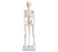 Cranstein A-122 Pequeño Mini Esqueleto Modelo 45cm | Blanco | Modelo de anatomía de esqueleto pequeño | Decoración | como regalo