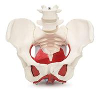 Cranstein A-330 Modelo de pelvis femenino anatómico médico con órganos extraíbles, 7 partes, de tamaño natural