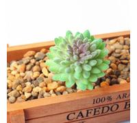 Crea una decoración única para el hogar con suculentas artificiales de loto flocadas, materiales ecológicos, estiliza tu espacio con opciones de bricolaje (MM891 (MM600 (9 cm)