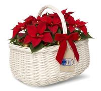 Creative Home Blanca Cesta de Mimbre Grande con Asa | 36 x 26 x 31 cm (+/- 2 cm) Ligera | para Picnic Plantas Almacenaje Decoración | Tejida a Mano | Marrón Natural | Multiuso, Práctica y Duradera