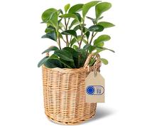 Creative Home Cesta de Mimbre Clara con Asas | 26 x 26 x 30 cm (+/- 2 cm) | Cubierta para Maceta Decorativa Tejida a Mano para Balcón | Macetero Cesta Natural para Flores