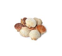 Creatulote Conchas de vieiras Naturales Grandes, Santiago apóstol, Bautismo, 11 x 14 cms aproximados, 5 Unidades, decoración hogar