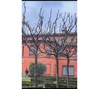 Creature in batik: Racconti