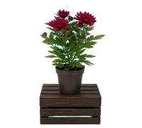 Crisantemo Chrysanthemum DECOALIVE en 12 cm Ø, 30-35 cm de Altura, Planta Natural para Decoración Interior