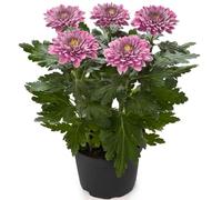 Crisantemo |Planta Viva |Flor Mix Color | Planta Natural