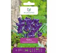 Crocus purpureus grandiflorus, 7 unidades.