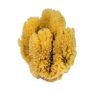 Croll & Denecke K3 - Esponja Natural del Caribe (14-16 cm)