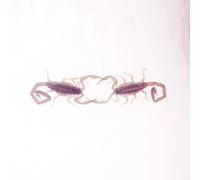 Cross Record - Wabi Sabi