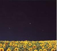 Cruyff In The Bedroom - Hikarihimawari