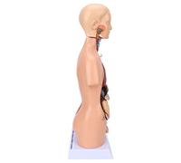 Cryfokt Modelo de Torso Humano Modelo de Anatomía del Cuerpo Educativo Extraíble de 17,7 Pulgadas, Herramienta de Aprendizaje de Ciencias para el Hospital Escolar con órganos y Cerebro Desmontables