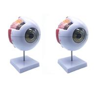 Cryofu 2 modelos anatómicos de ojo humano de 6 aumentos, modelo de ojo humano anatómicamente preciso de la anatomía ocular humana para estudios de enseñanza de ciencias naturales