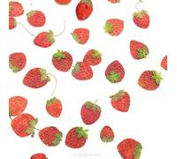 Crysdaralovebi 10 piezas secas prensadas mini fruta fresa piel rebanadas planta de herbario para joyería marco de fotos teléfono caso marcador haciendo bricolaje