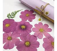 Crysdaralovebi 120 piezas de flores secas prensadas de color morado natural Cosmos Bipinnata Cav. para postal, marco de fotos, joyería, marcapáginas, manualidades, accesorios de bricolaje (HT202110788