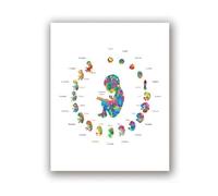 Cuadro Artístico Sobre Lienzo Para Mujer Embarazada, Regalo De Médico Obstetra, Desarrollo Embrionario, Póster Artístico De Acuarela, Impresión Para Decoración De Pared, Tamaño A3 40X50Cm Sin Marco