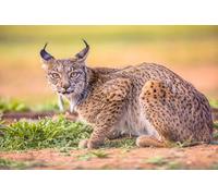 Cuadro de aluminio compuesto de 60 x 40 cm: el lince ibérico (Lynx pardinus) es una especie de gato salvaje endémica de la Península Ibérica en el suroeste de Europa (194203708)