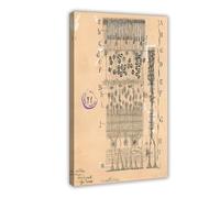Cuadro de lienzo vintage con dibujo de celda - retina de ojos de Santiago Ramon Y Cajal y arte de pared, marco moderno para decoración de dormitorio familiar, 12 x 18 pulgadas (3 unidades)