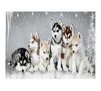 Cuadro diamantes cuadrados 5D perro husky 50x40cm square diamond painting kit grande estrás punto de cruz cristal lienzo de diamantes pintura por números dibujos con diamantes puzzle numeros adultos
