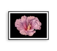 Cuadro Poster de Pared 100x70cm Póster Marco Hibisco Flor Rosa Wall Art Prints
