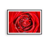 Cuadro Poster de Pared 100x70cm Póster Marco Rosa flor pétalos rocío Wall Art