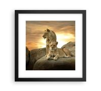 Cuadro Poster de Pared 30x30cm Marco Leones puesta de sol rocas garras Art