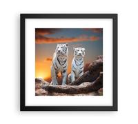 Cuadro Poster de Pared 30x30cm Marco Tigres blanco roca puesta del sol Art