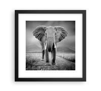 Cuadro Poster de Pared 30x30cm Póster Marco Elefante Salvaje Naturaleza Wall Art